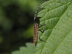 Agapanthia villosoviridescens