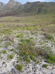 Leucospermum prostratum