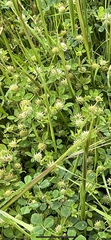 Trifolium glomeratum