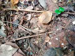 Stenocercus erythrogaster