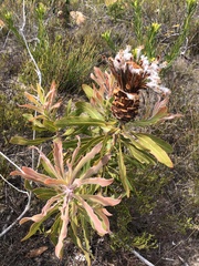 Protea neriifolia