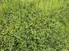 Trifolium glomeratum