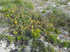 Leucospermum prostratum