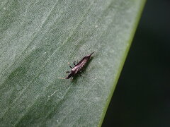 Gynaikothrips