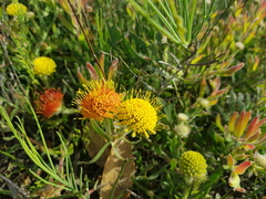 Leucospermum prostratum