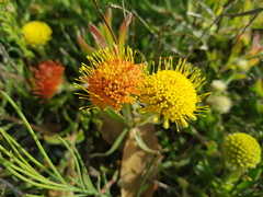 Leucospermum prostratum