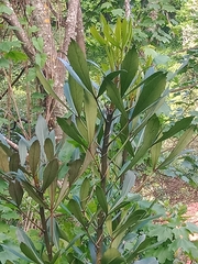Pseudopanax lessonii