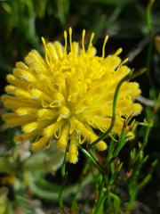 Leucospermum prostratum