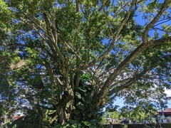 Ficus
