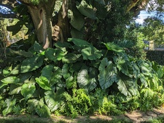 Xanthosoma sagittifolium