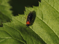 Eutomostethus ephippium vopiscus
