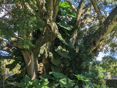 Ficus