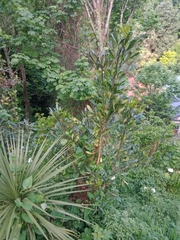 Pseudopanax lessonii