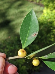 Ficus