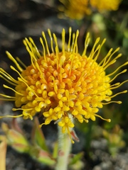 Leucospermum prostratum
