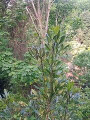 Pseudopanax lessonii
