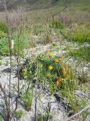 Leucospermum prostratum