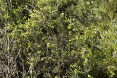 Melaleuca squarrosa