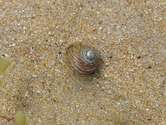 Austrocochlea constricta