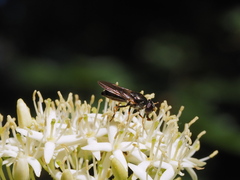 Eucartosyrphus
