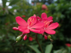 Jatropha integerrima