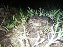Incilius coccifer