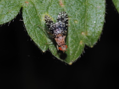 Trypetoptera punctulata