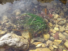 Phyllospadix torreyi