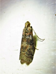 Sciota rubrisparsella