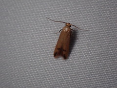 Tachystola hemisema