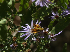 Hylephila phyleus