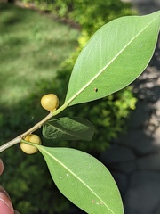 Ficus