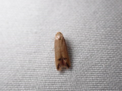 Tachystola hemisema
