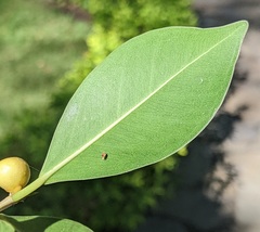 Ficus
