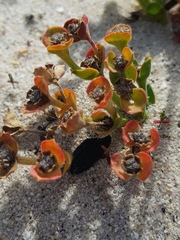 Euphorbia tuberosa