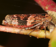 Eurymeloides adspersa