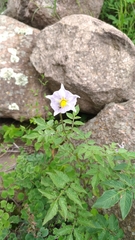 Solanum stoloniferum