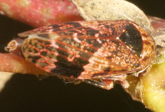 Eurymeloides adspersa