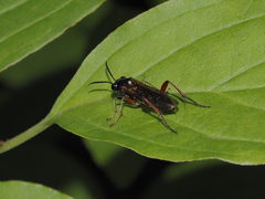 Macrophya