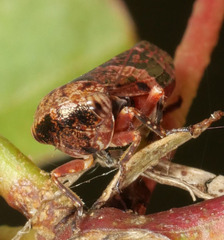 Eurymeloides adspersa