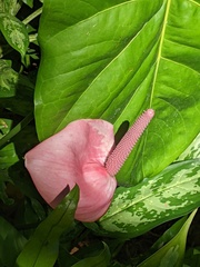 Xanthosoma sagittifolium