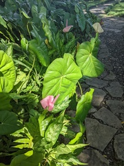 Xanthosoma sagittifolium