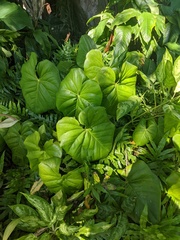 Xanthosoma sagittifolium
