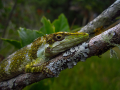Anolis heterodermus