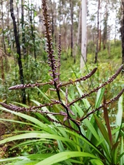 Cordyline stricta