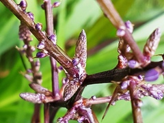Cordyline stricta