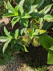 Allamanda cathartica