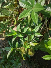 Allamanda cathartica