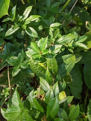 Allamanda cathartica