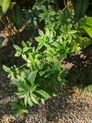 Allamanda cathartica